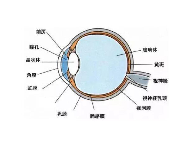 視力防控：真、假近視的原因及預防